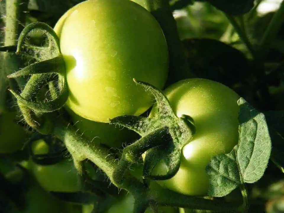 Export of fresh fruits and vegetables needs high degree of quality standards