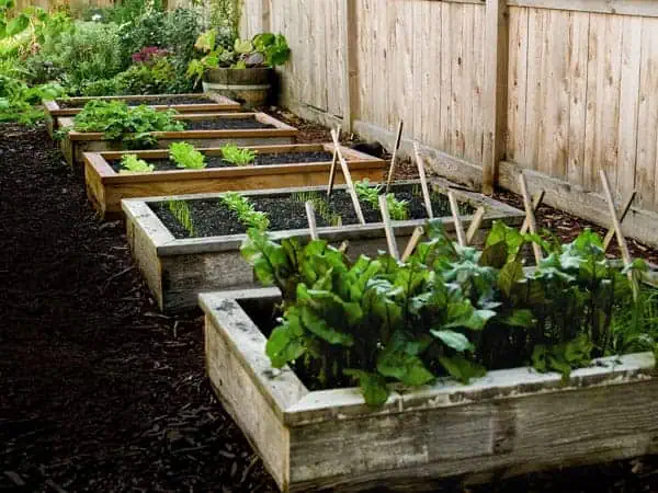 organic farming tips
