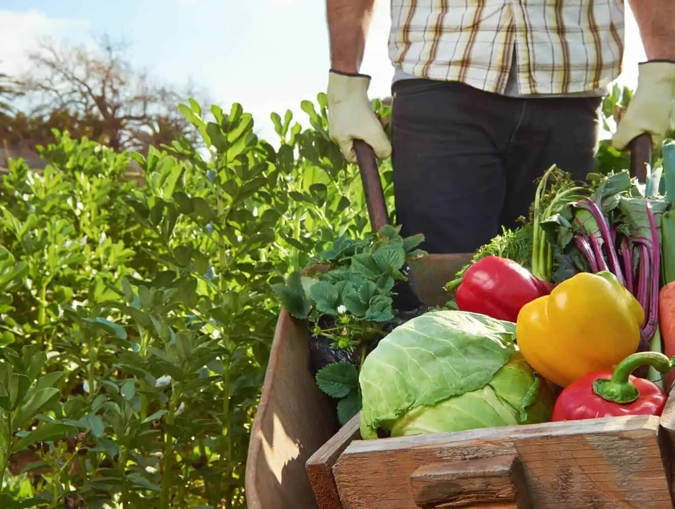 harvesting organic organic farming tips