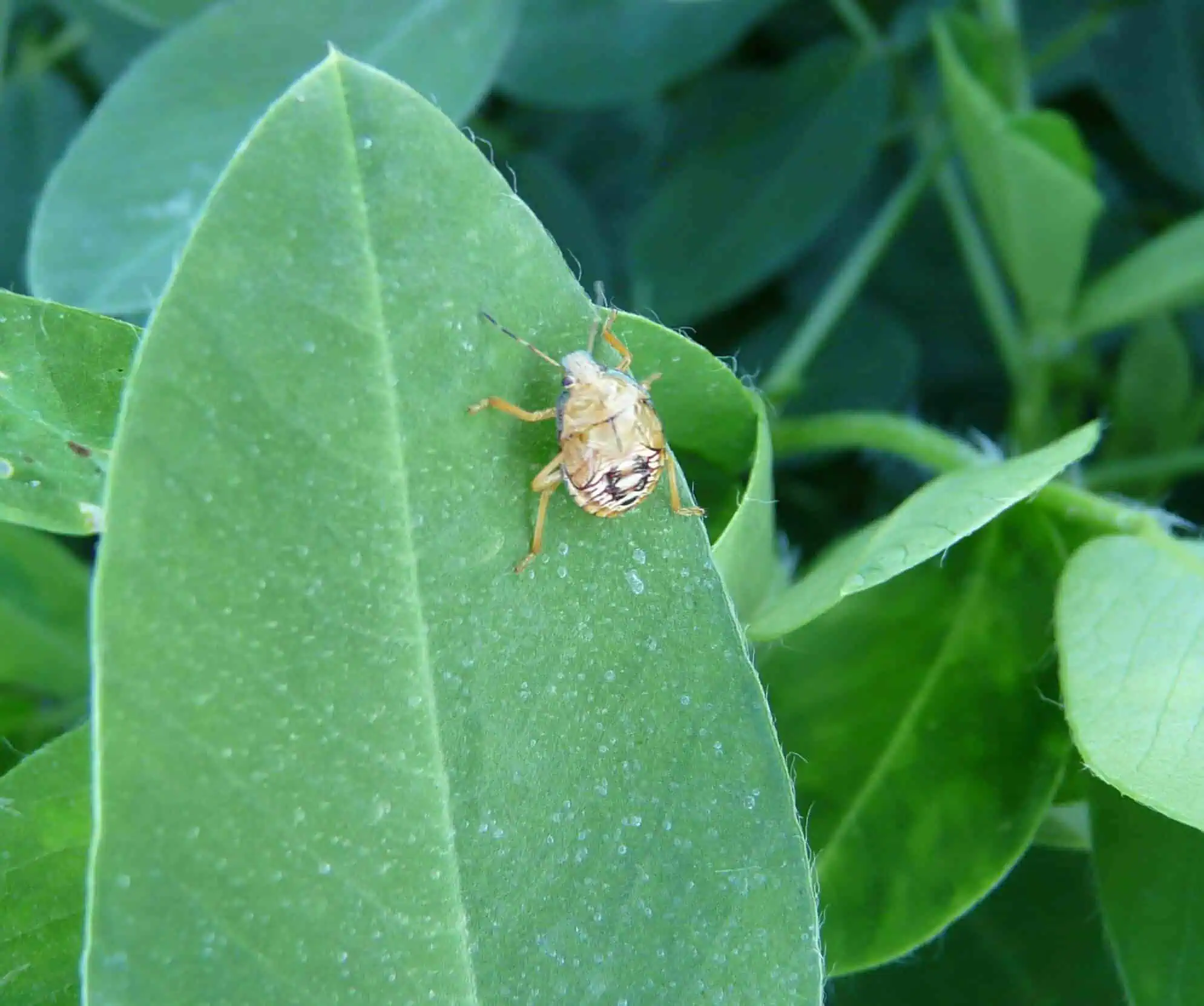 Soldier Bug Beneficial Insects or Bugs Featured 12 Plants That Attract Ruthless Good Bugs
