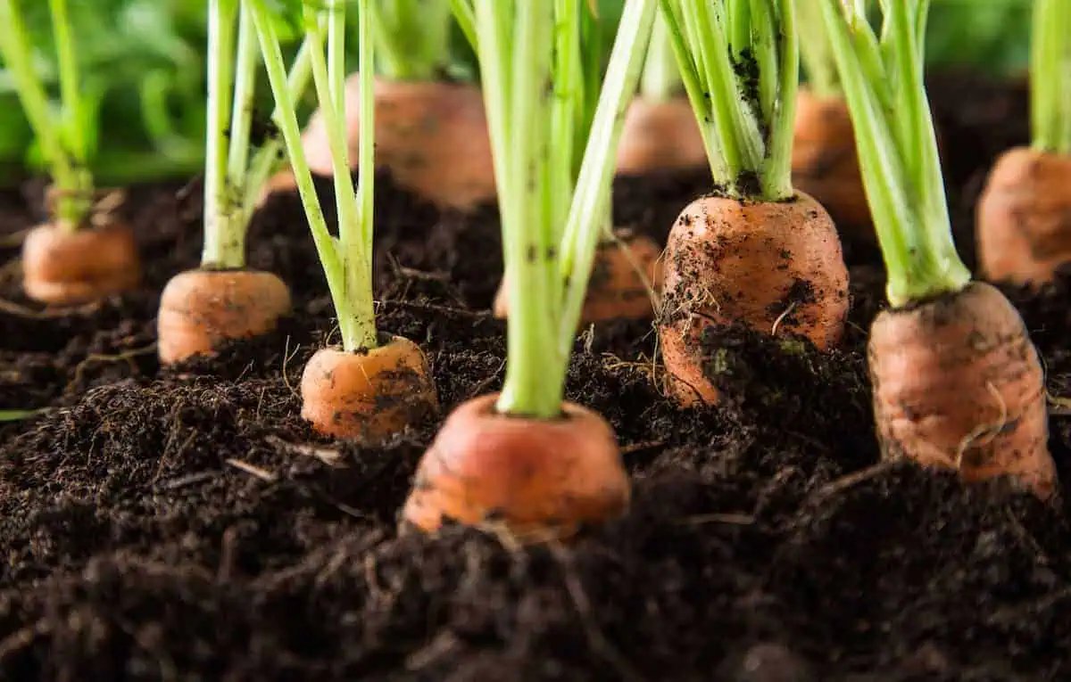 easiest vegetables to grow