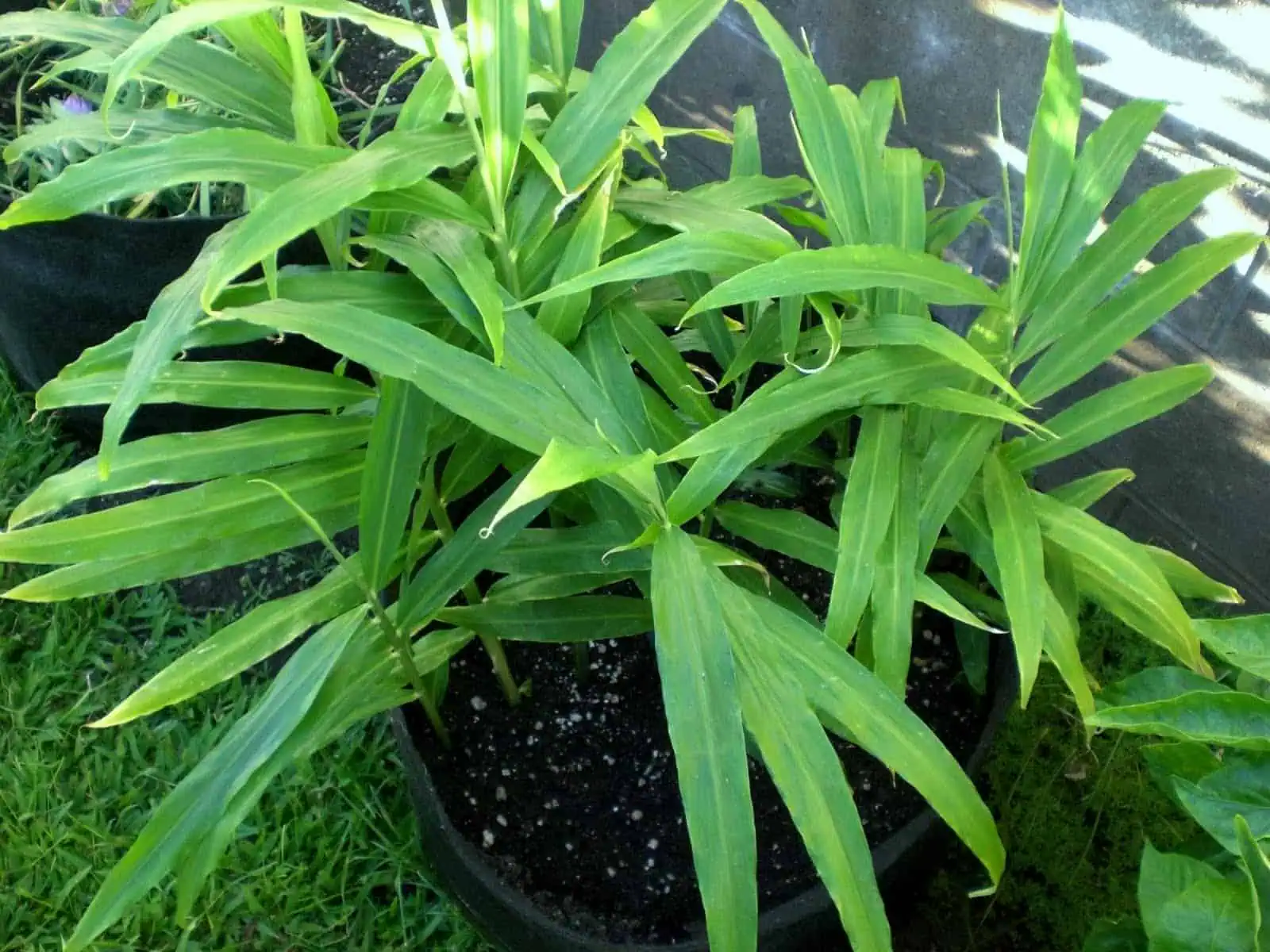 Easiest vegetables to grow ginger