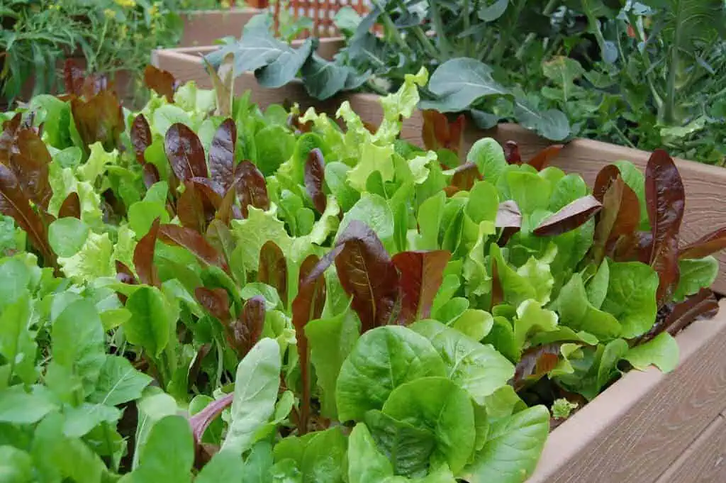 Easiest vegetables to grow