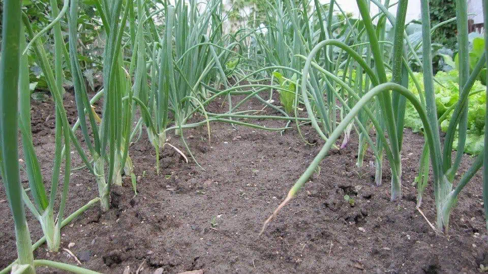 Easiest vegetables to grow onion