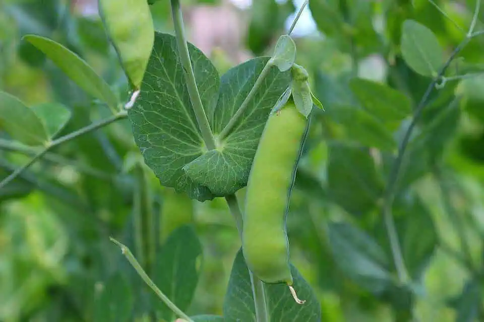 Easiest vegetables to grow