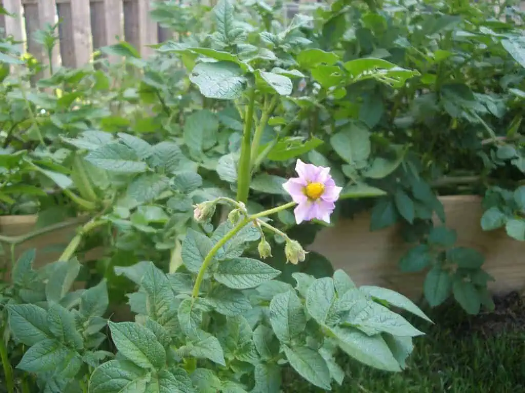 Easiest vegetables to grow potato