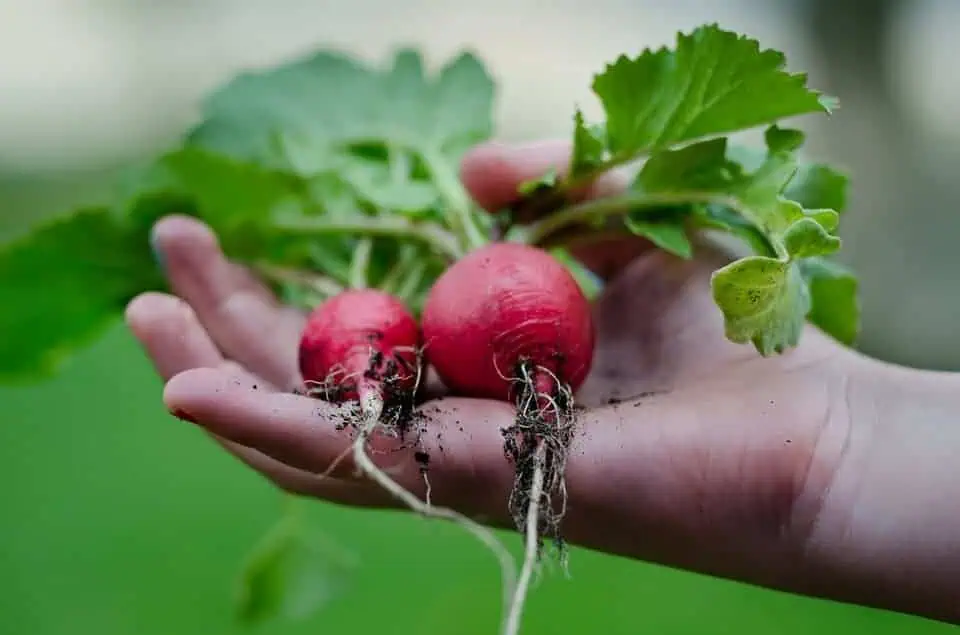 Easiest vegetables to grow radish