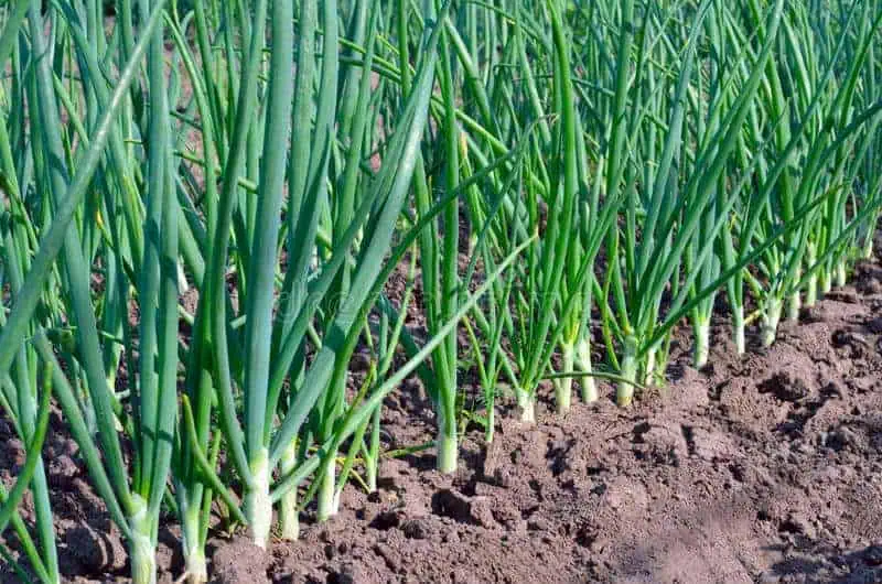 Easiest vegetables to grow scallions