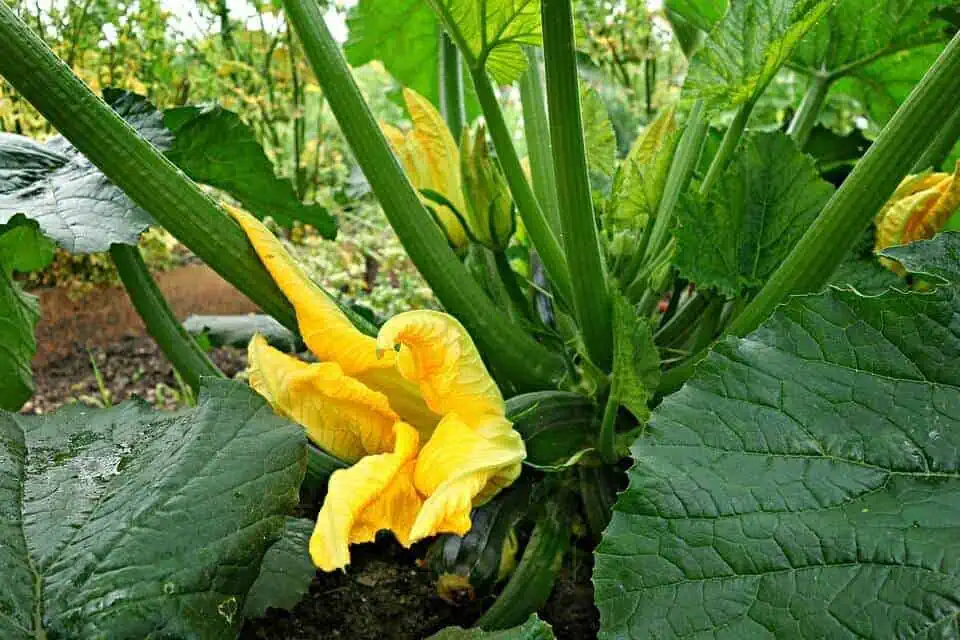 Easiest vegetables to grow
