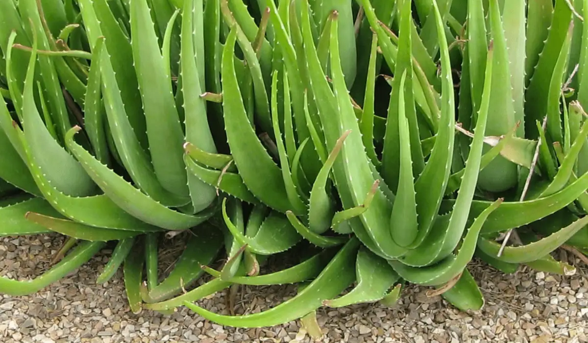 Houseplants aloe vera