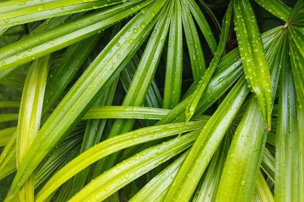 Houseplants bamboo palm