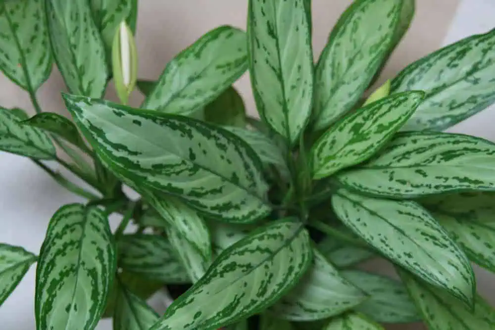 Houseplants chineese evergreen