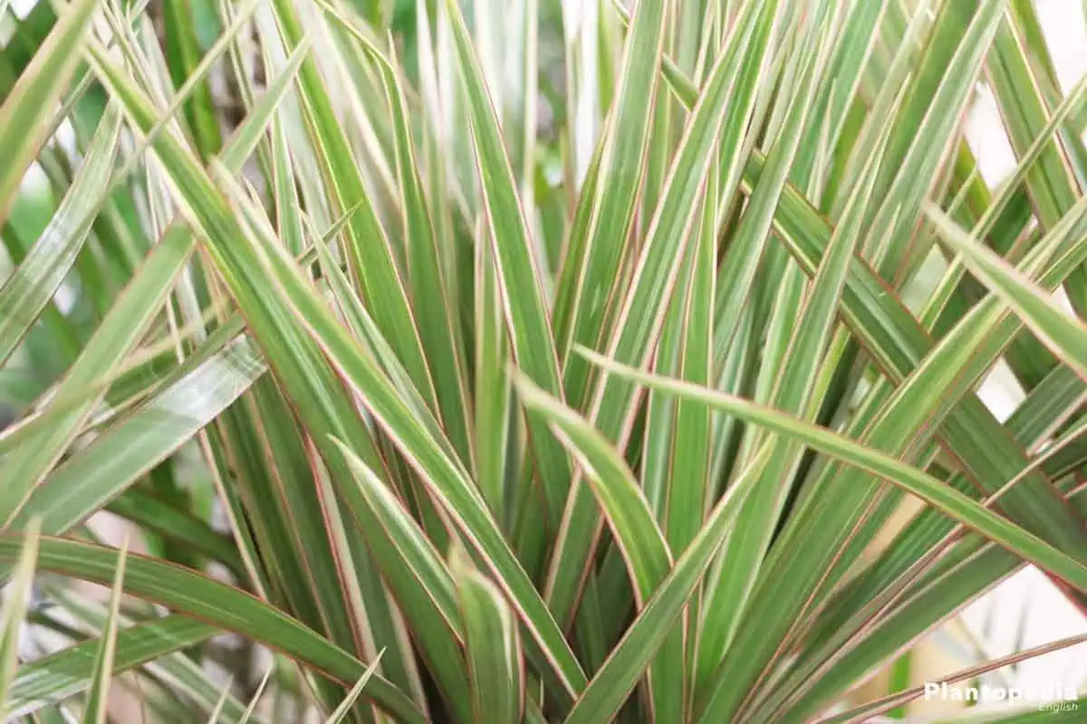 Houseplants dracaena marginata