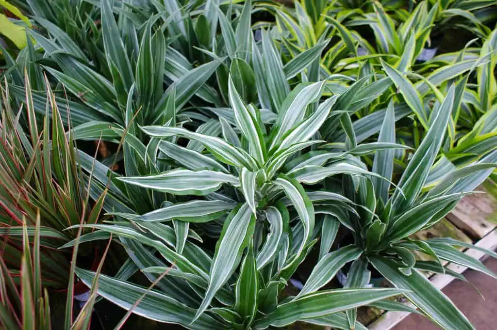 Houseplants dracaena