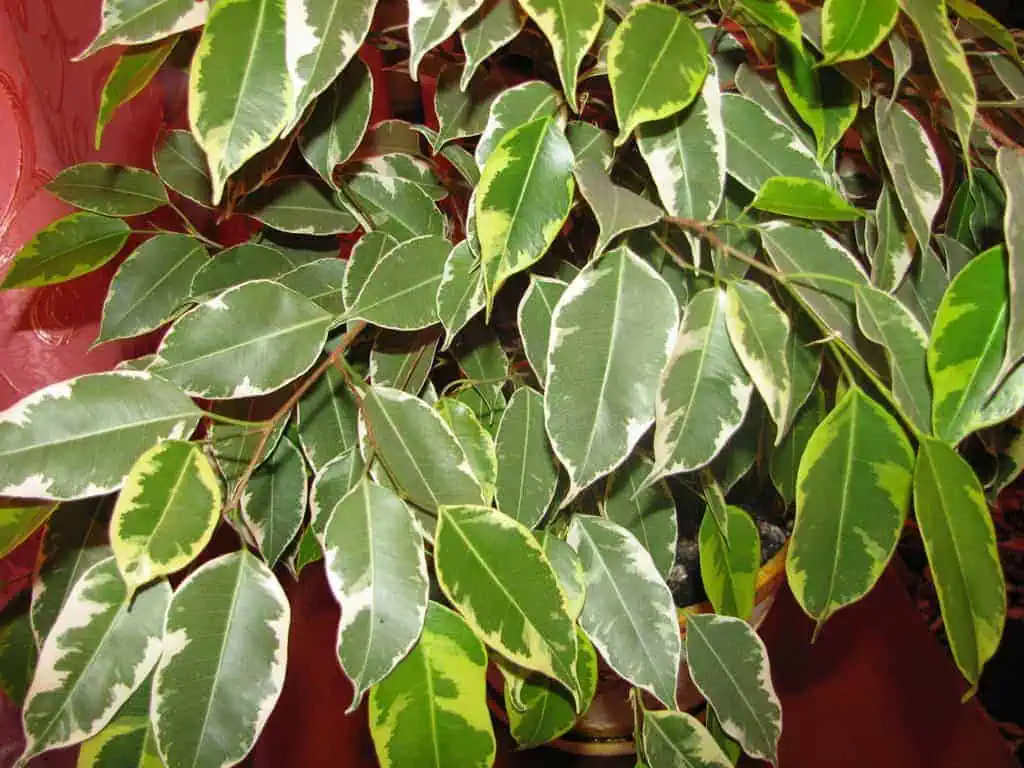 Houseplants ficus benjamina