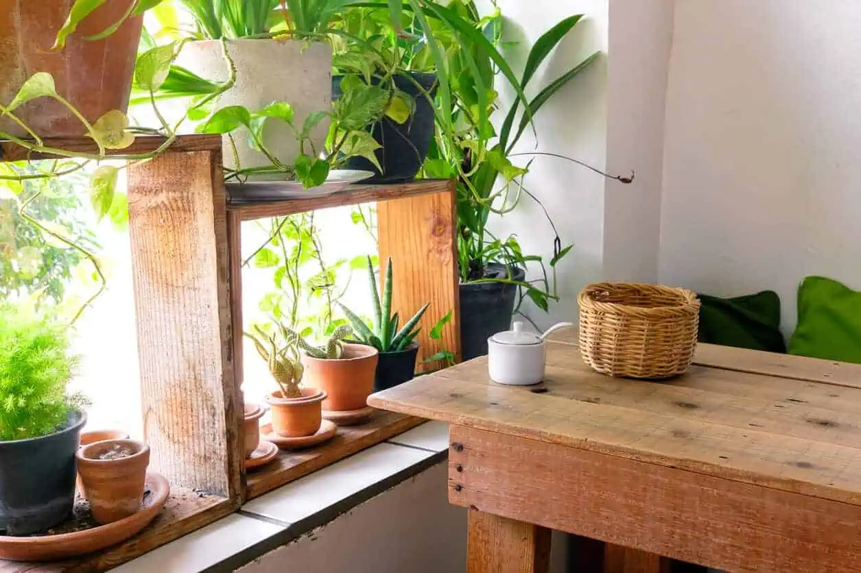 Houseplants for Improving Indoor Air Quality Featured Houseplants for Improving Indoor Air Quality