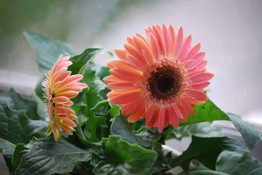 Houseplants gerbera