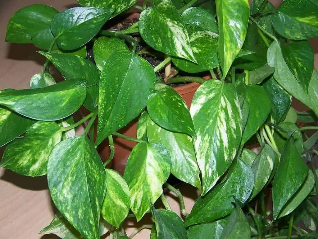 Houseplants golden pothos