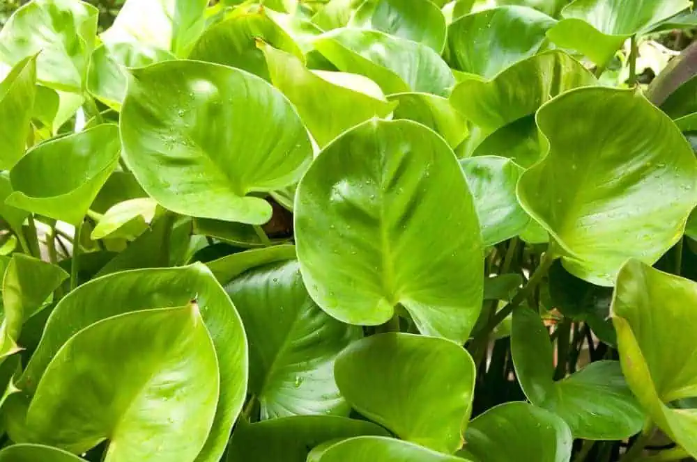 Houseplants heart philadendron