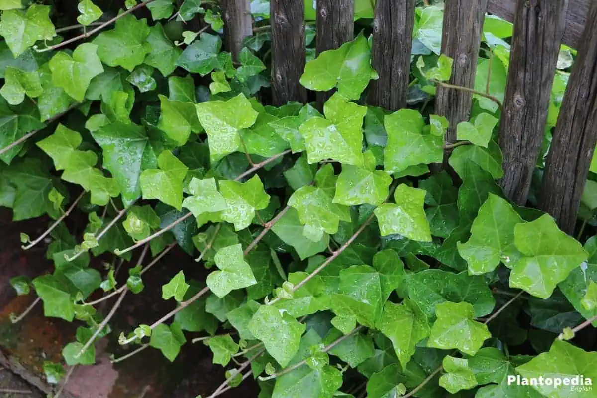 Houseplants hedera helix