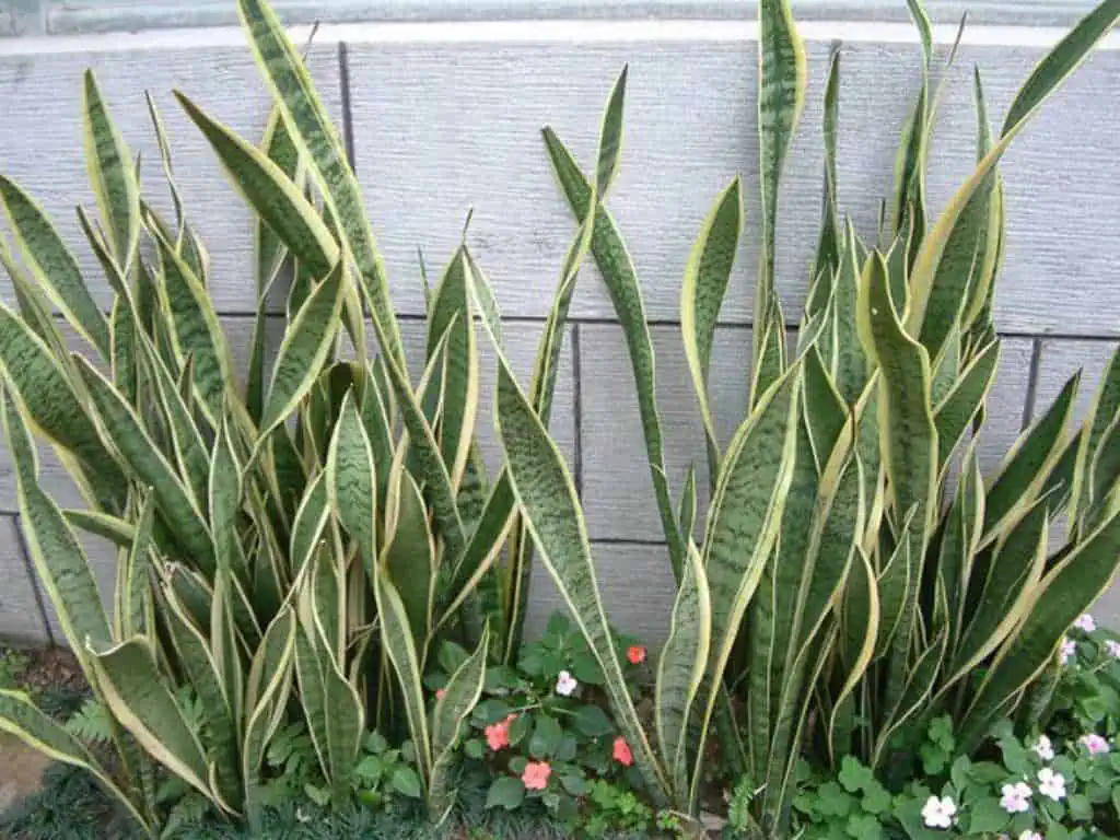 Houseplants mother-in-laws tongue