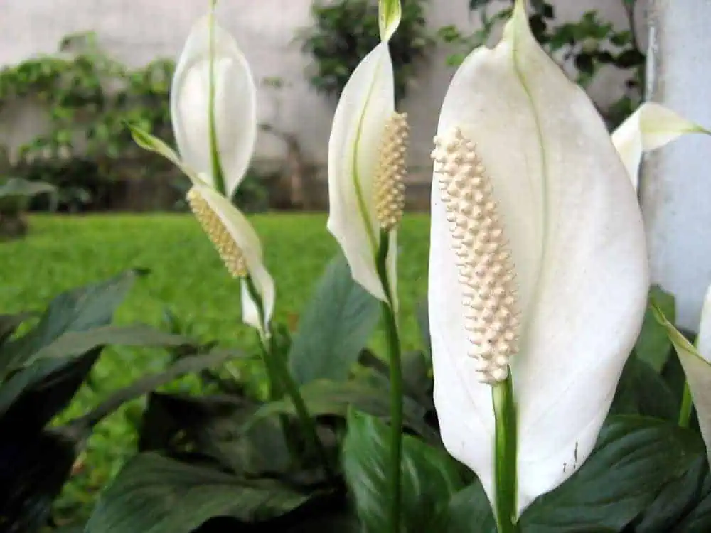 Houseplants peace lily