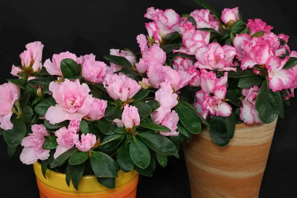Houseplants rhododendron
