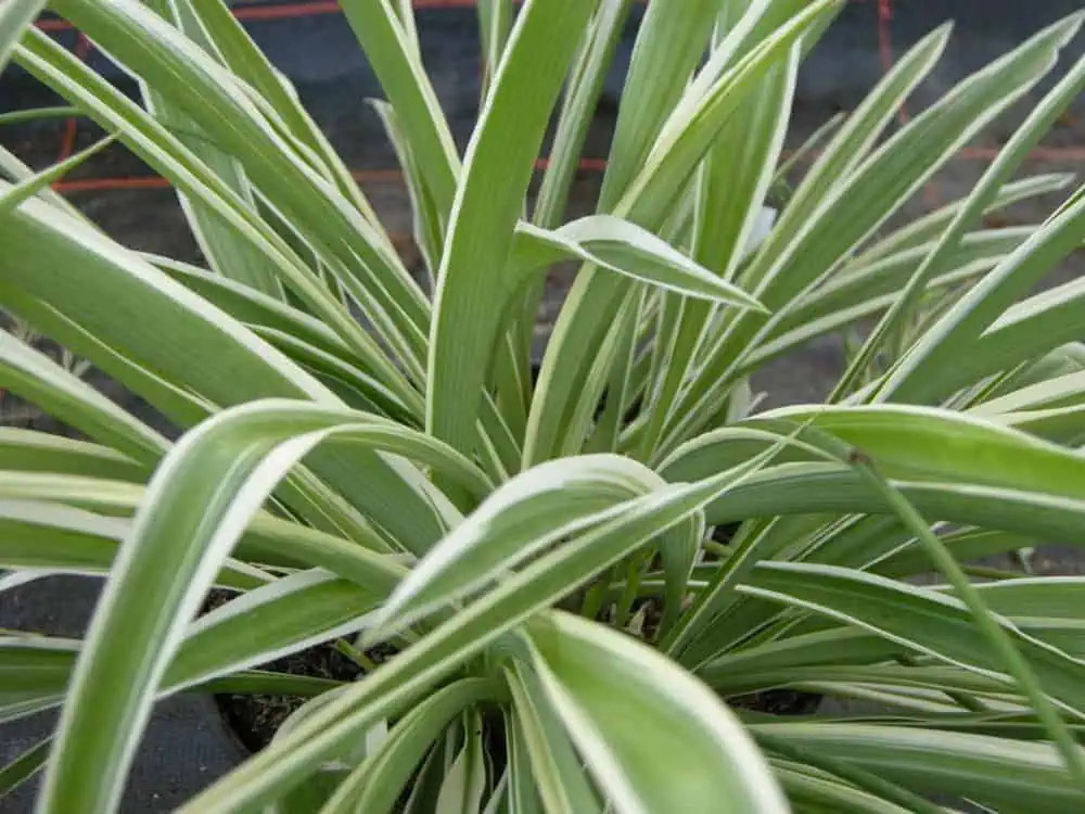 Houseplants spider plant low light houseplants spider plant