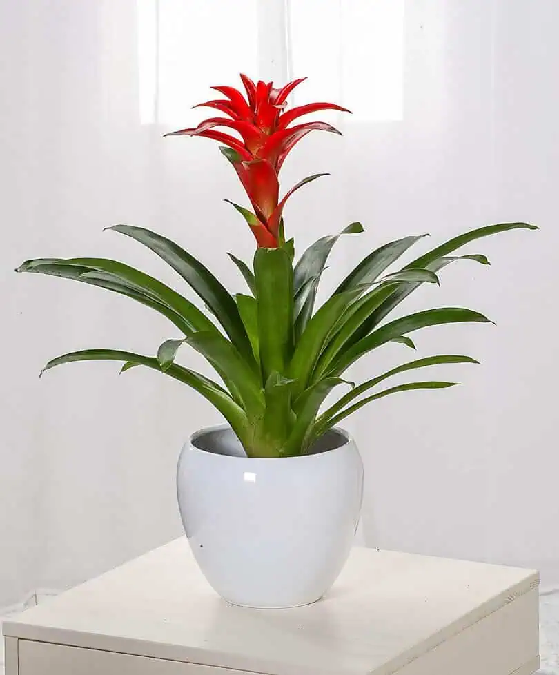Bromeliad 1 (1)