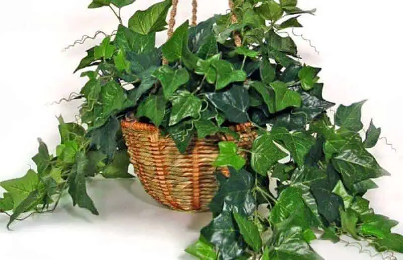 English Ivy low light houseplants