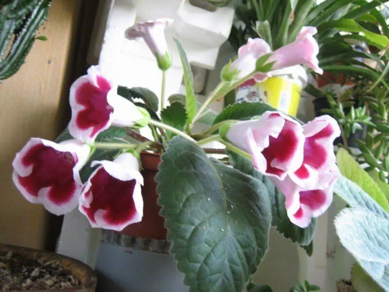 Indoor flowering plants - gloxinia low light houseplants