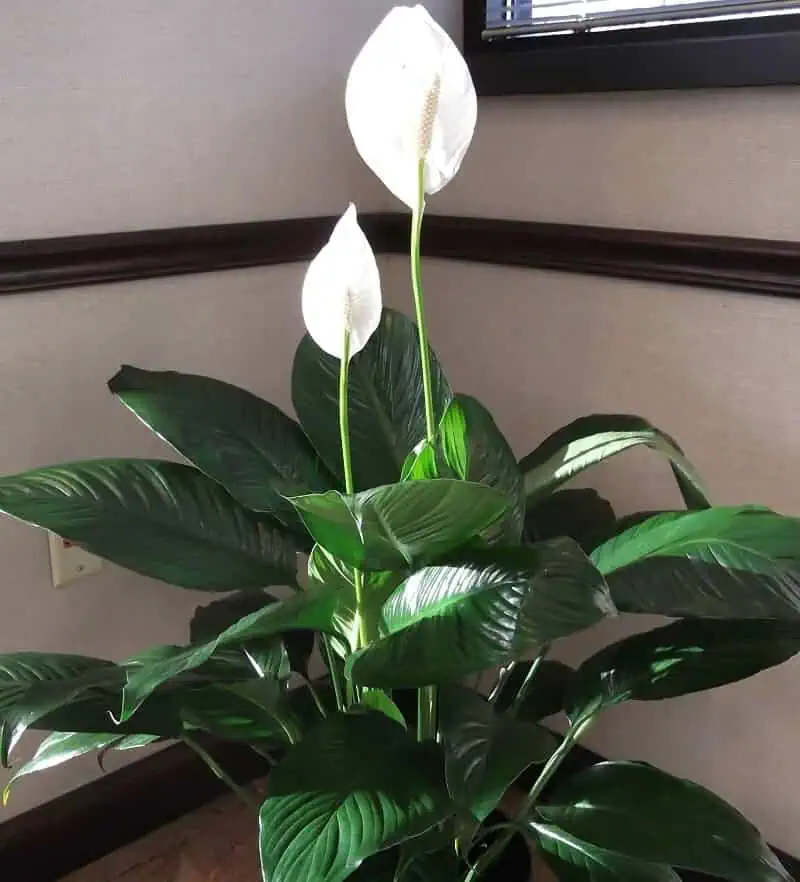 Indoor flowering plants - peace lily low light houseplants
