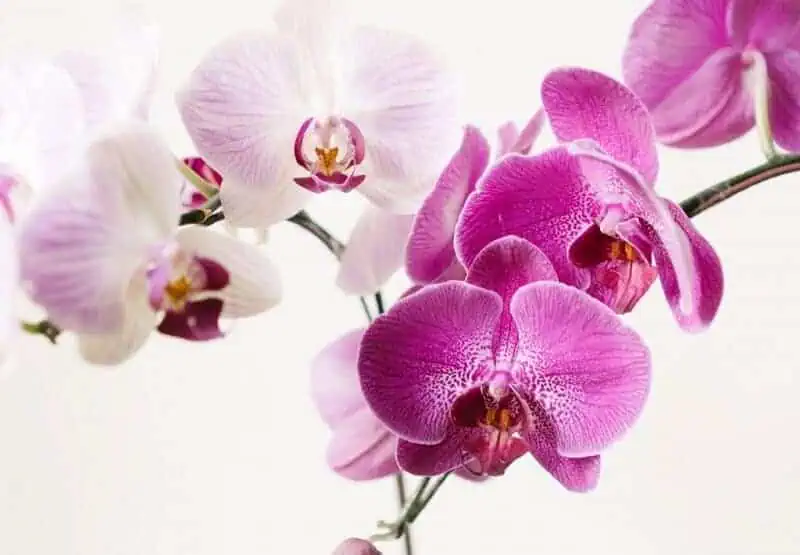 Orchids