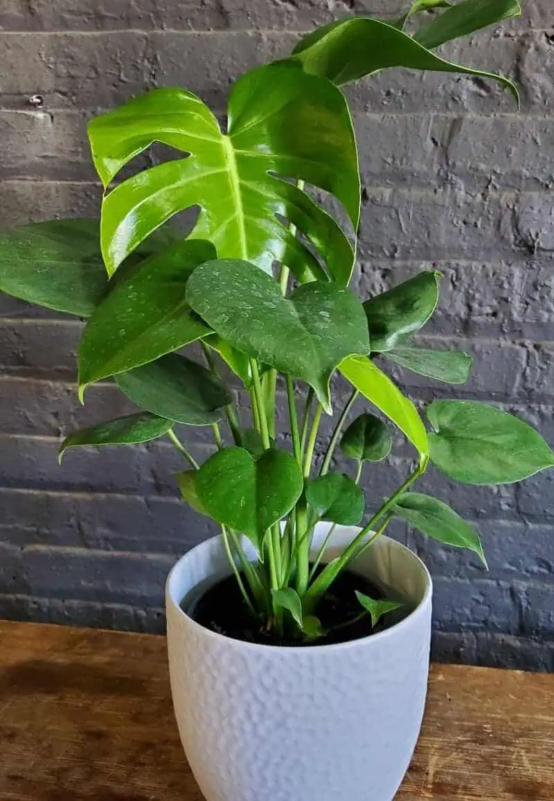 Split leaf Philodendron low light houseplants