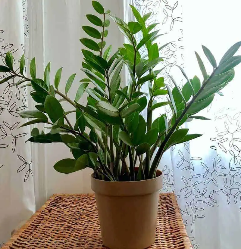 ZZ plant low light houseplants