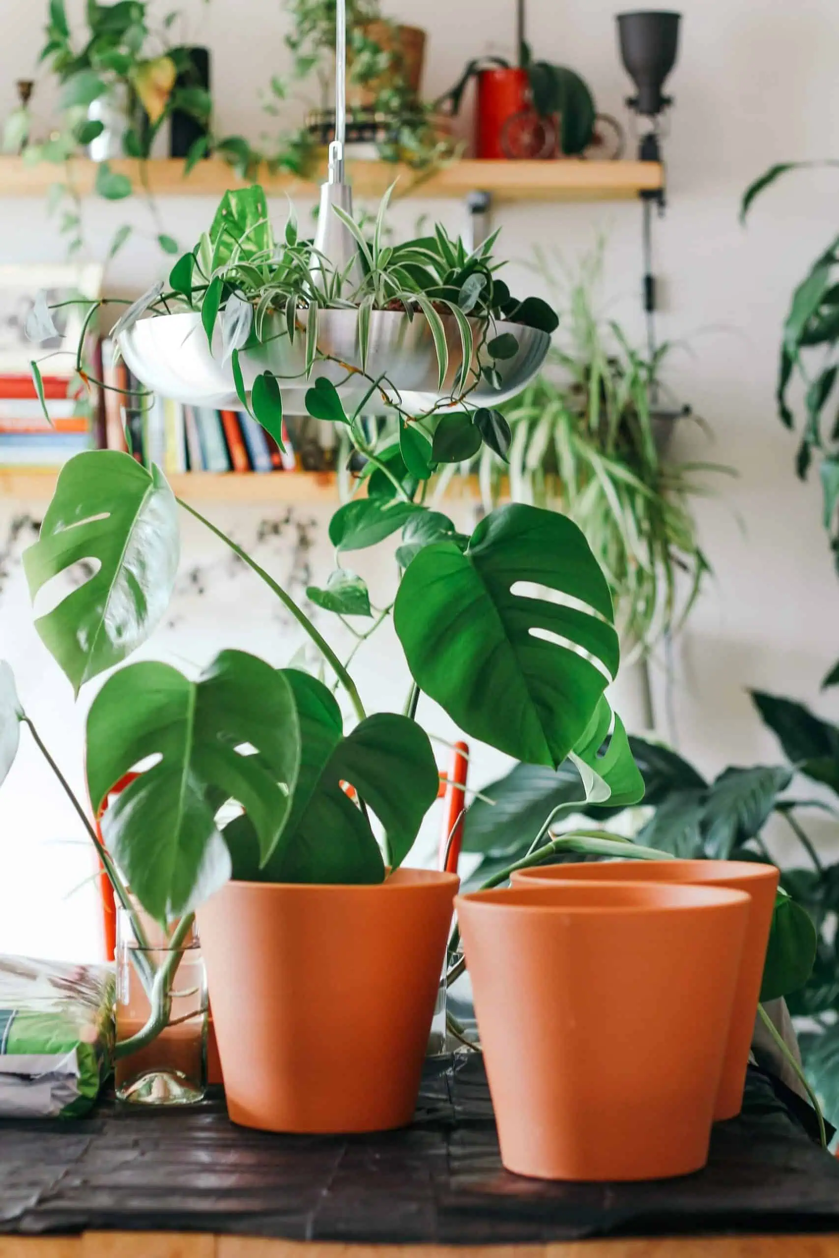 monstera deliciosa