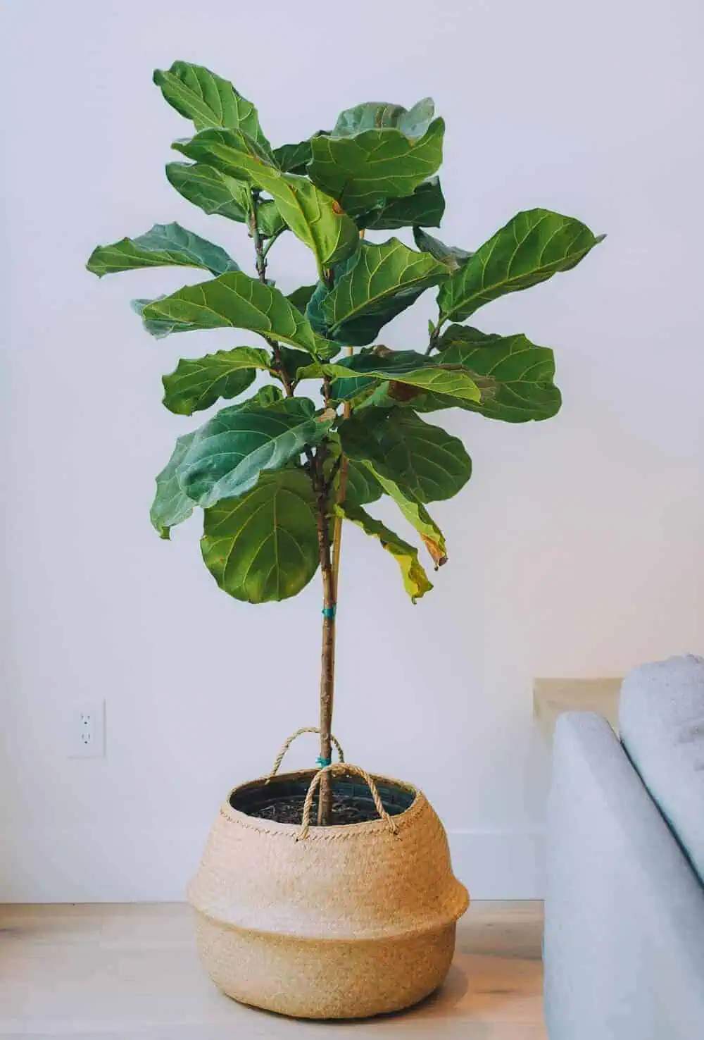 beautiful Ficus lyrata in a pot