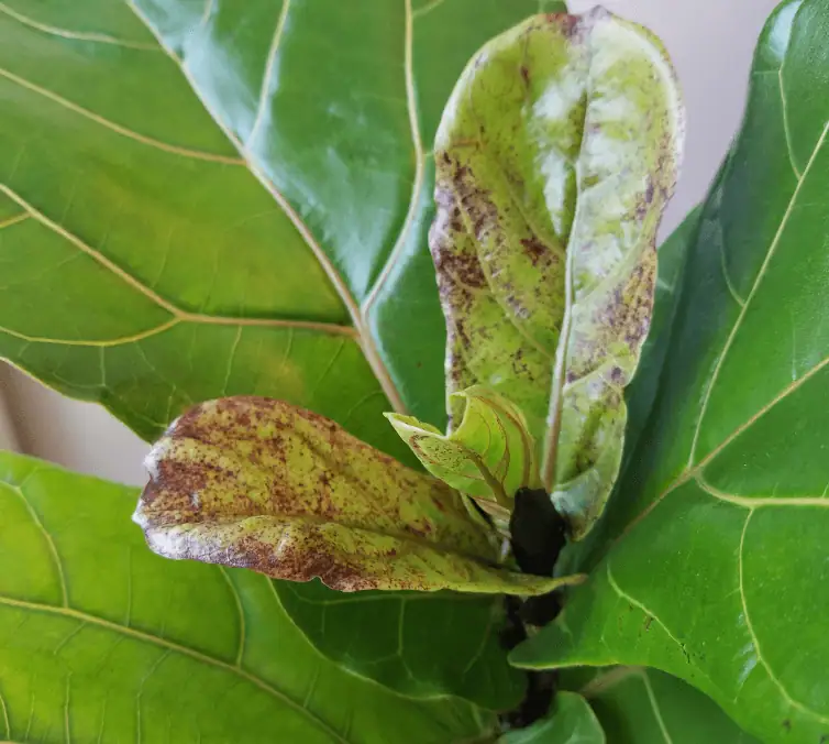 brown spots on fiddle leaf fig - edema