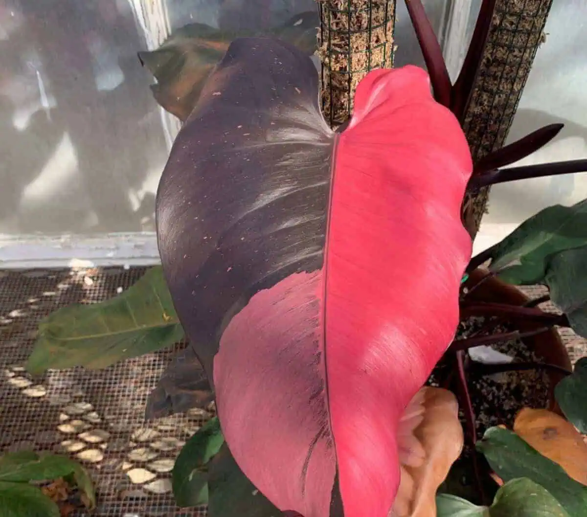 Philodendron Pink Princess leaf Pink Princess leaf