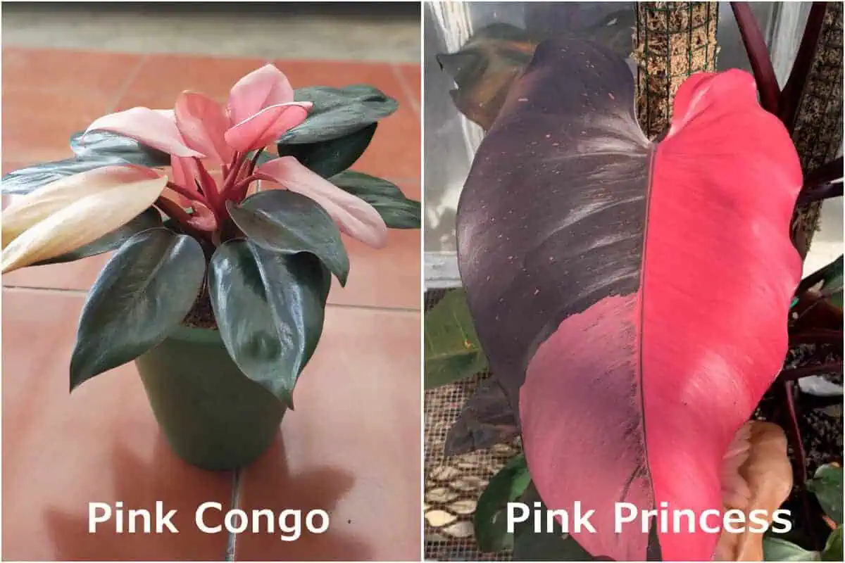 Pink Princess Philodendron vs Pink Congo Philodendron Pink Princess Philodendron vs Pink Congo Philodendron