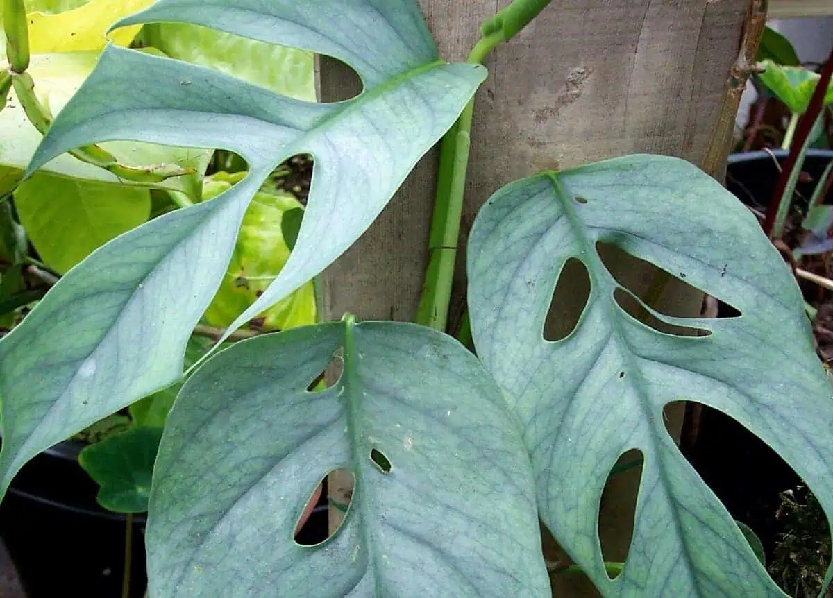 cebu blue pothos leaves splitting from the midrib as they age