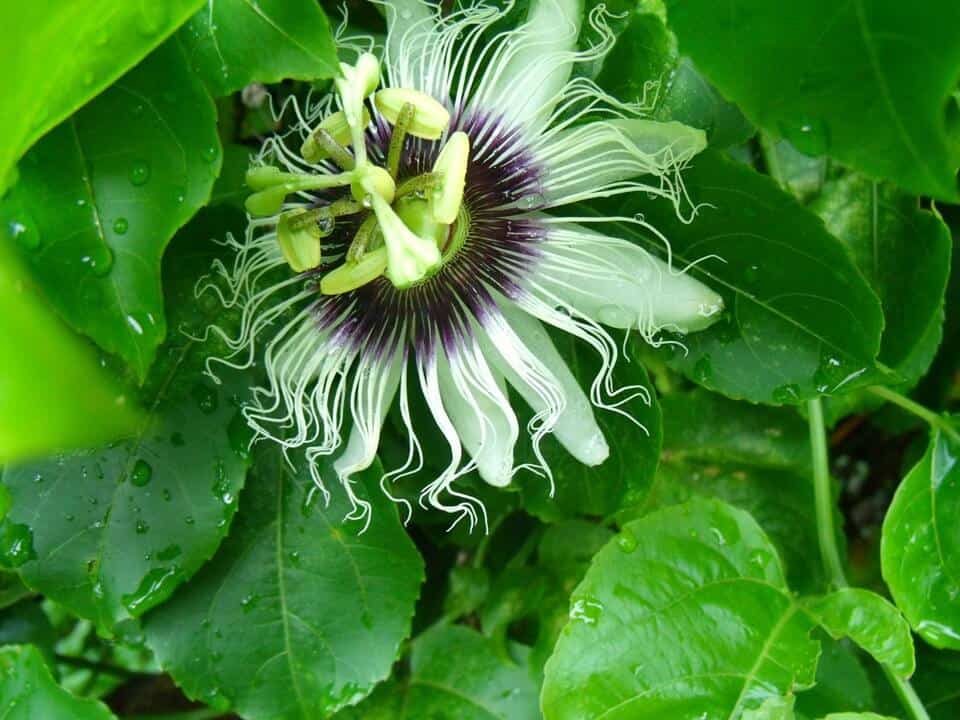 growing passion fruit - flowering passion