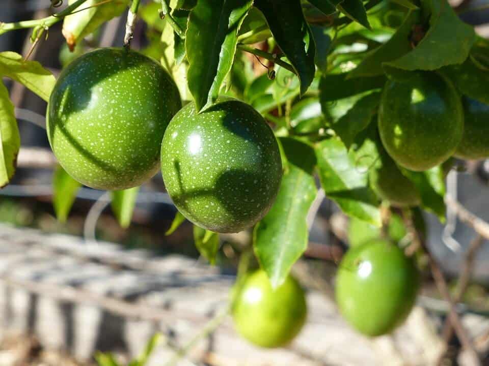 growing passion fruit