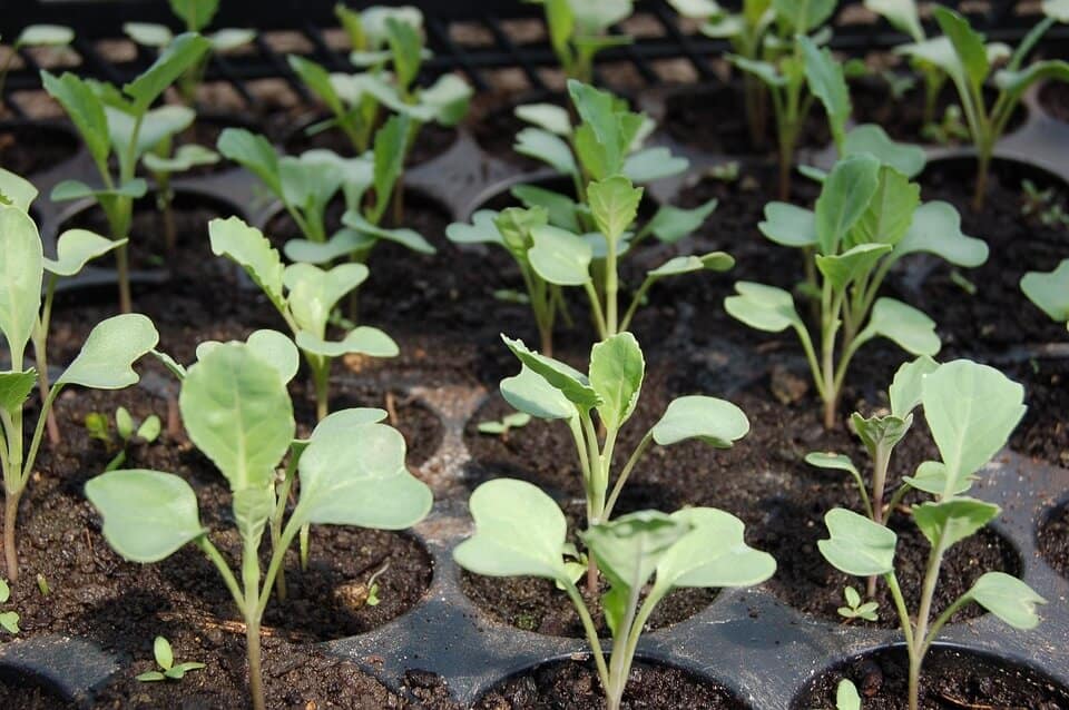 vegetable gardening tips