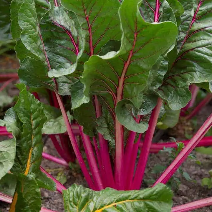 high-value vegetables