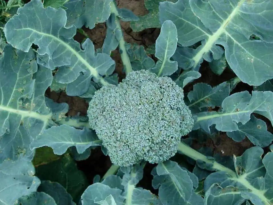high-value vegetables