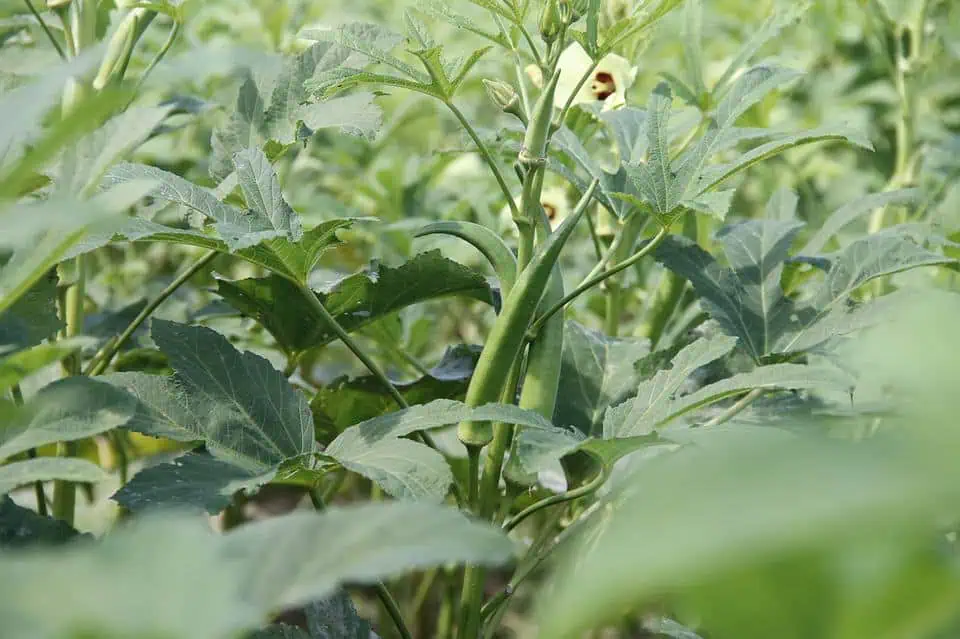 high-value vegetables-okra