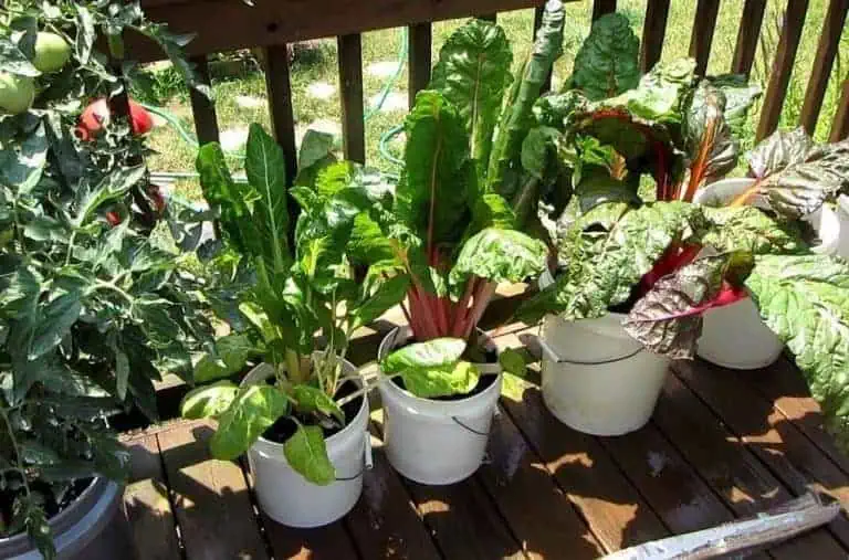 the most expensive vegetables and high value vegetables