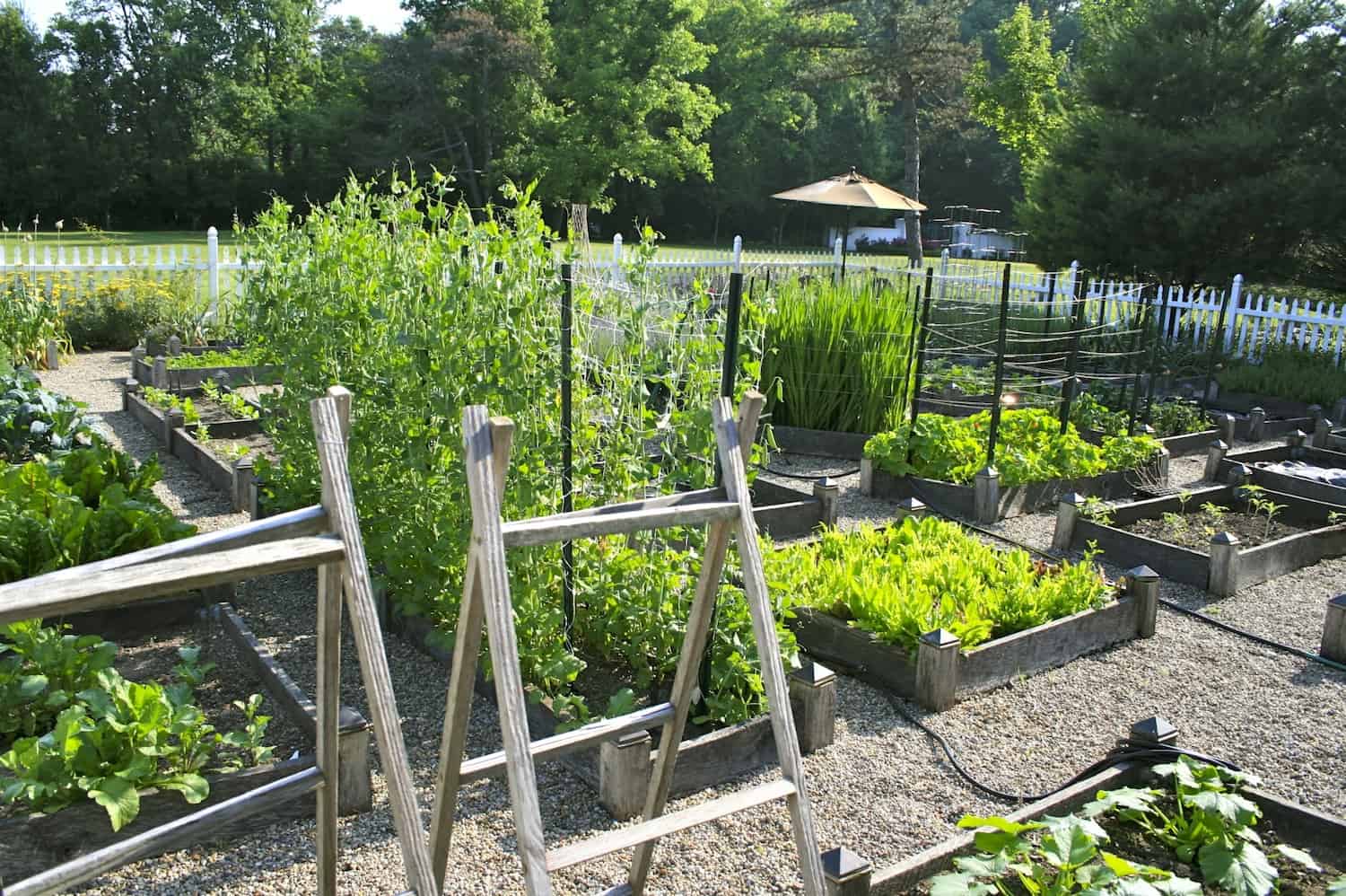 How To Plan A Vegetable Garden That Will Flourish Hort Zone