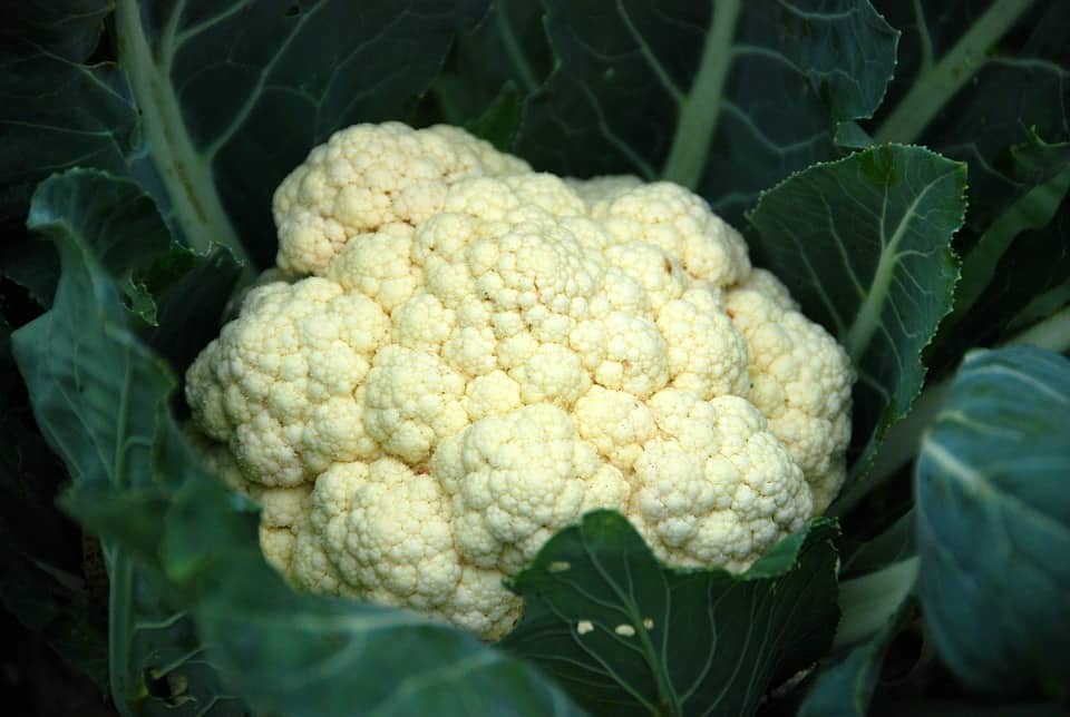 high-value vegetables -cauliflower